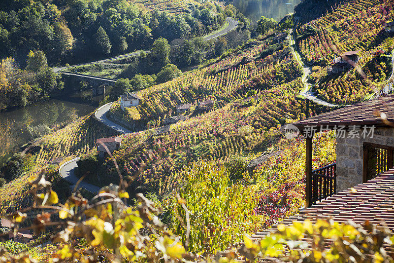 Ribeira sacra vine检察官和river Mino，加利西亚，西班牙。